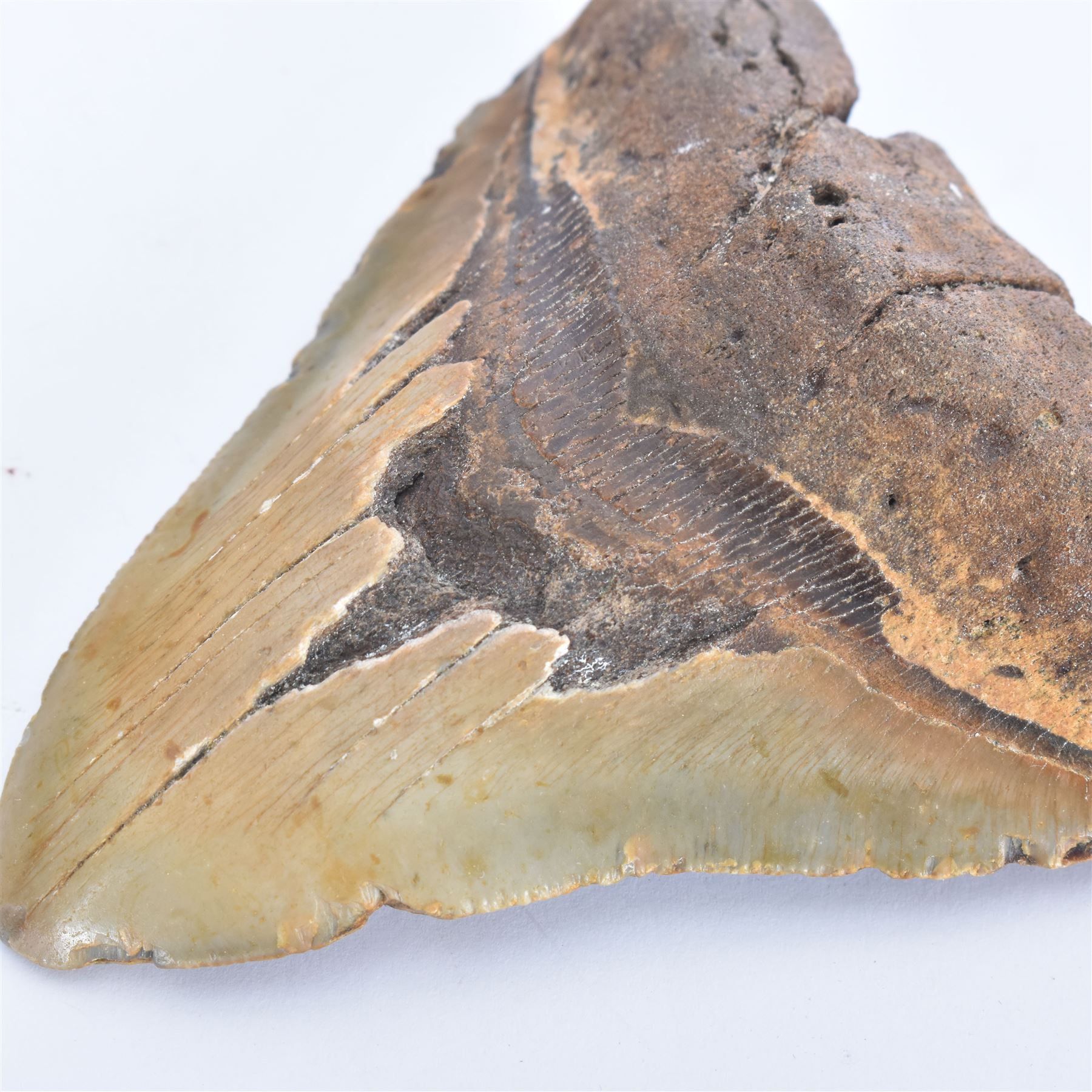 Large Megalodon (Otodus Megalodon) tooth fossil, with fine serrations age; Miocene period location; Java, Indonisia, H10.5cm, W11cm Notes; Believed to have grown as large as 18 metres, the Megalodon was the largest shark and one of the most dominant marine predators ever to have existed. It roamed the ancient seas for around 20 million years until their extinction around 3.6 million years ago. Megalodon teeth vary in colour and ton. influenced and coloured over the millennia by the conditions in which they are preserved