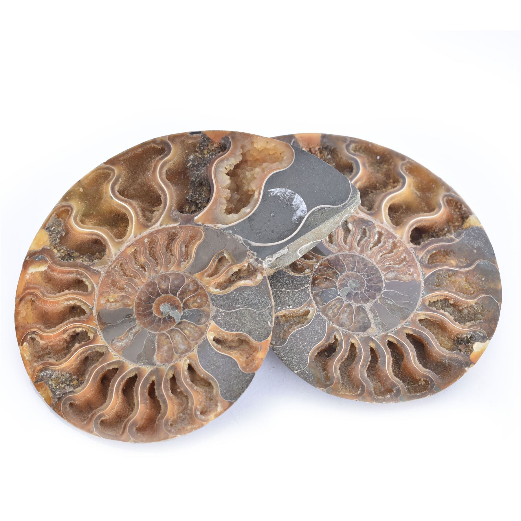 Pair of Cleoniceras ammonite fossil slices, with polished finish, age: Cretaceous period, location: Madagascar, D12cm