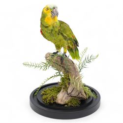 Taxidermy - Orange-Winged Amazon (Amazona Amazonica), full adult mount upon branch in naturalistic setting, enclosed within glass dome H52cm - UK Sale only 