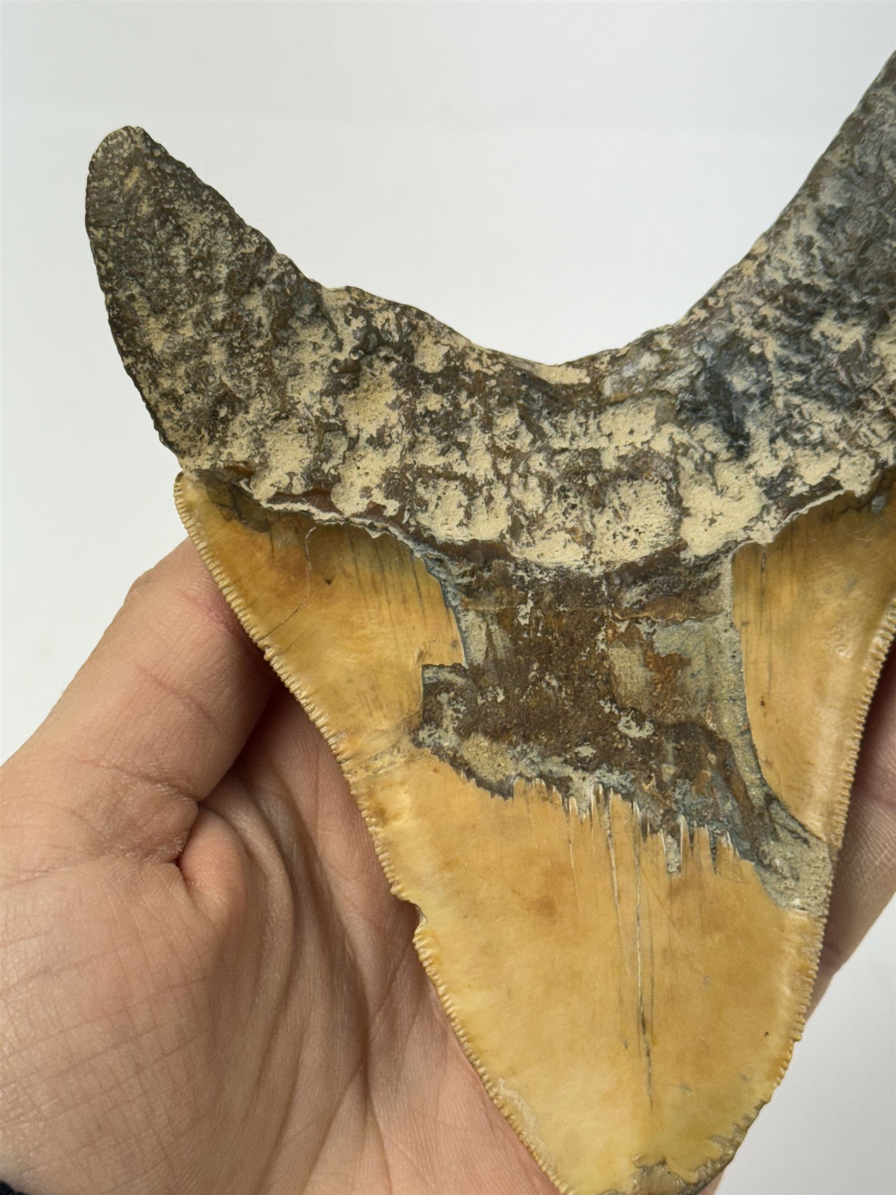 Large Megalodon (Otodus Megalodon) tooth fossil, with fine serrations, age; Miocene period location; Java, Indonisia, H11cm, W9.5cm 
Notes; Believed to have grown as large as 18 metres, the Megalodon was the largest shark and one of the most dominant marine predators ever to have existed. It roamed the ancient seas for around 20 million years until their extinction around 3.6 million years ago. Megalodon teeth vary in colour and ton. influenced and coloured over the millennia by the conditions in which they are preserved