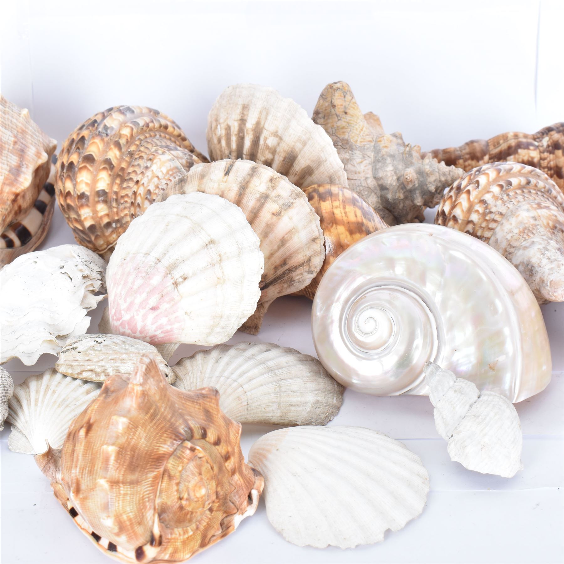 Conchology: selection of shells, including mother of pearl Turbo Marmaratus shell, Conch shells, Triton shell etc 