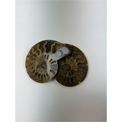 Pair of Cleoniceras ammonite fossil slices, with polished finish, age: Cretaceous period, location: Madagascar, D12cm