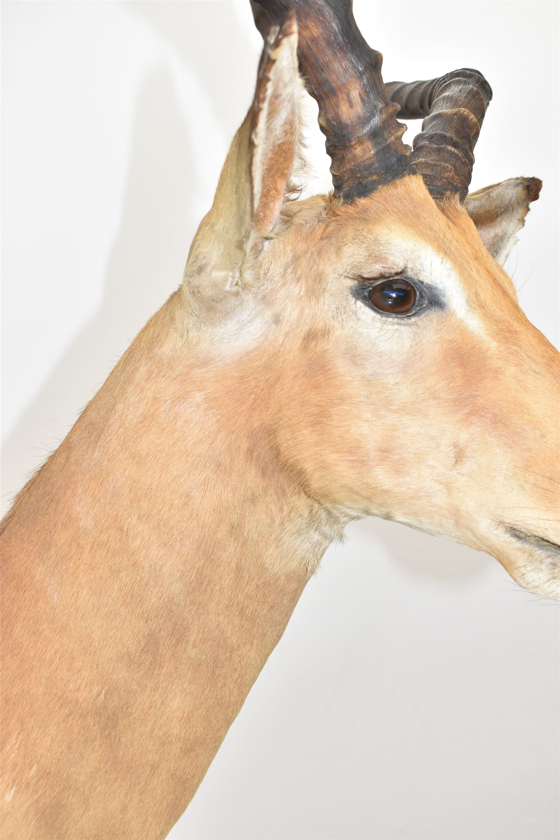 Taxidermy: Common impala (Aepyceros melampus) male, high quality shoulder mount looking to the right, H90cm