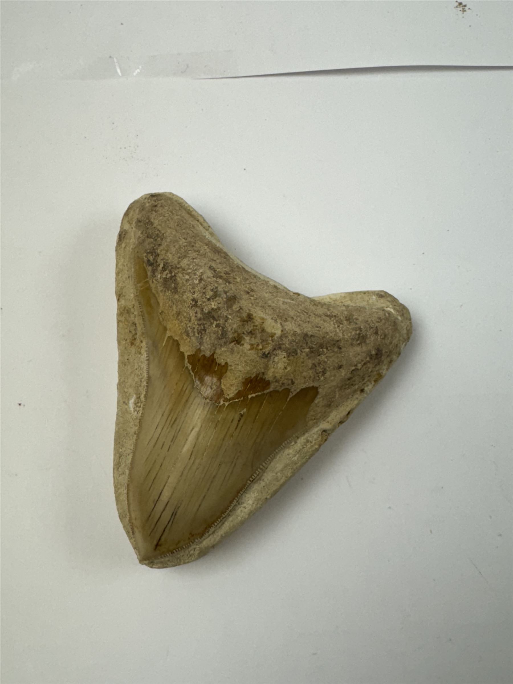 Large Megalodon (Otodus Megalodon) tooth fossil, with fine serrations in a matrix, age; Miocene period location; Java, Indonisia, H10cm, W11cm 
Notes; Believed to have grown as large as 18 metres, the Megalodon was the largest shark and one of the most dominant marine predators ever to have existed. It roamed the ancient seas for around 20 million years until their extinction around 3.6 million years ago. Megalodon teeth vary in colour and ton. influenced and coloured over the millennia by the conditions in which they are preserved