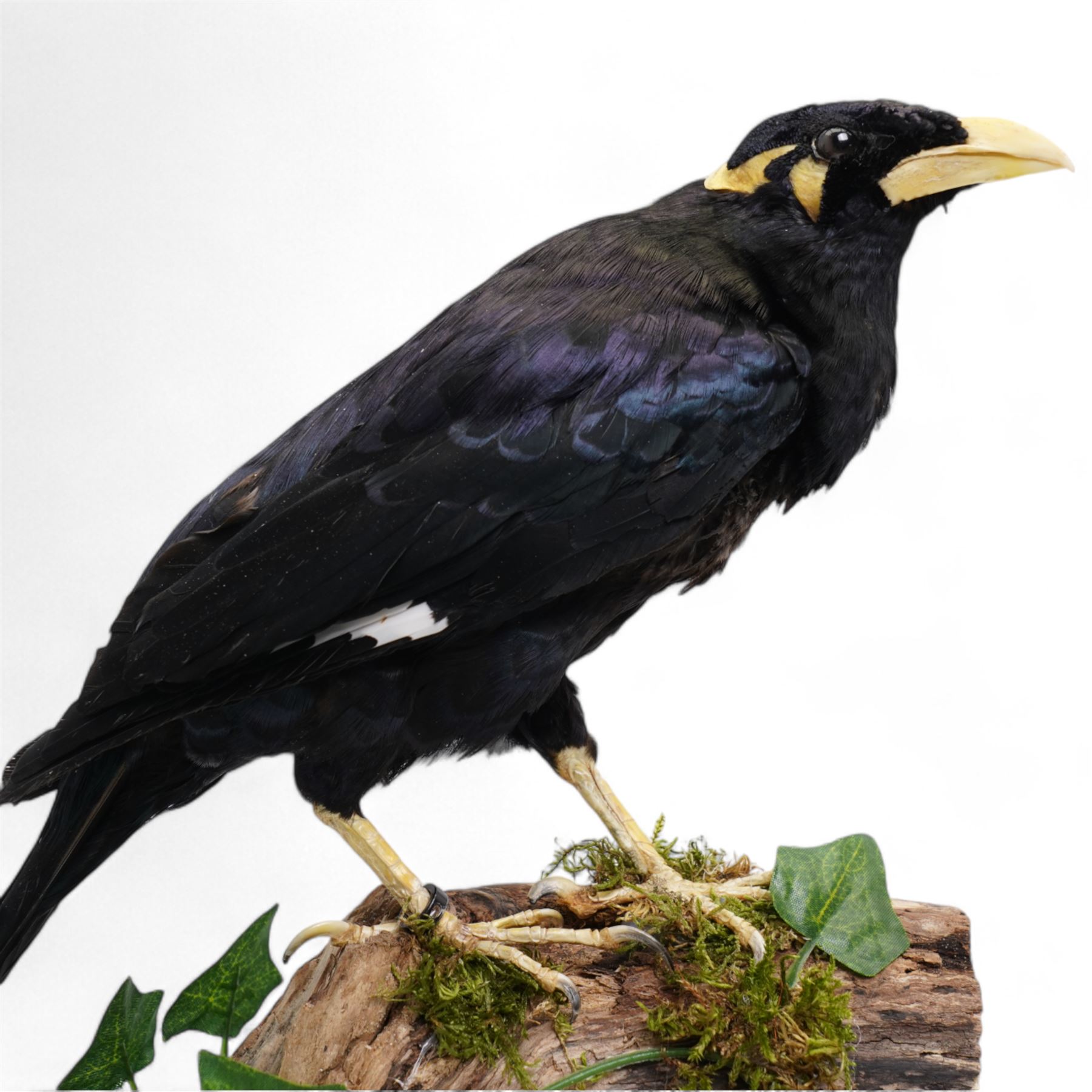 Taxidermy - Common Hill Myna (Gracula Religiosa), full adult male mount upon a tree stump, enclosed within a glass dome H40cm - UK Sale only