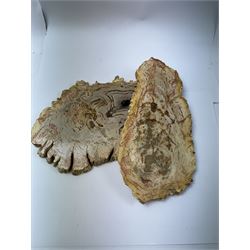 Pair of polished petrified wood specimen, sliced in cross-section and polished to both side to reveal an array of colours, texture to edges, H15cm, L30cm