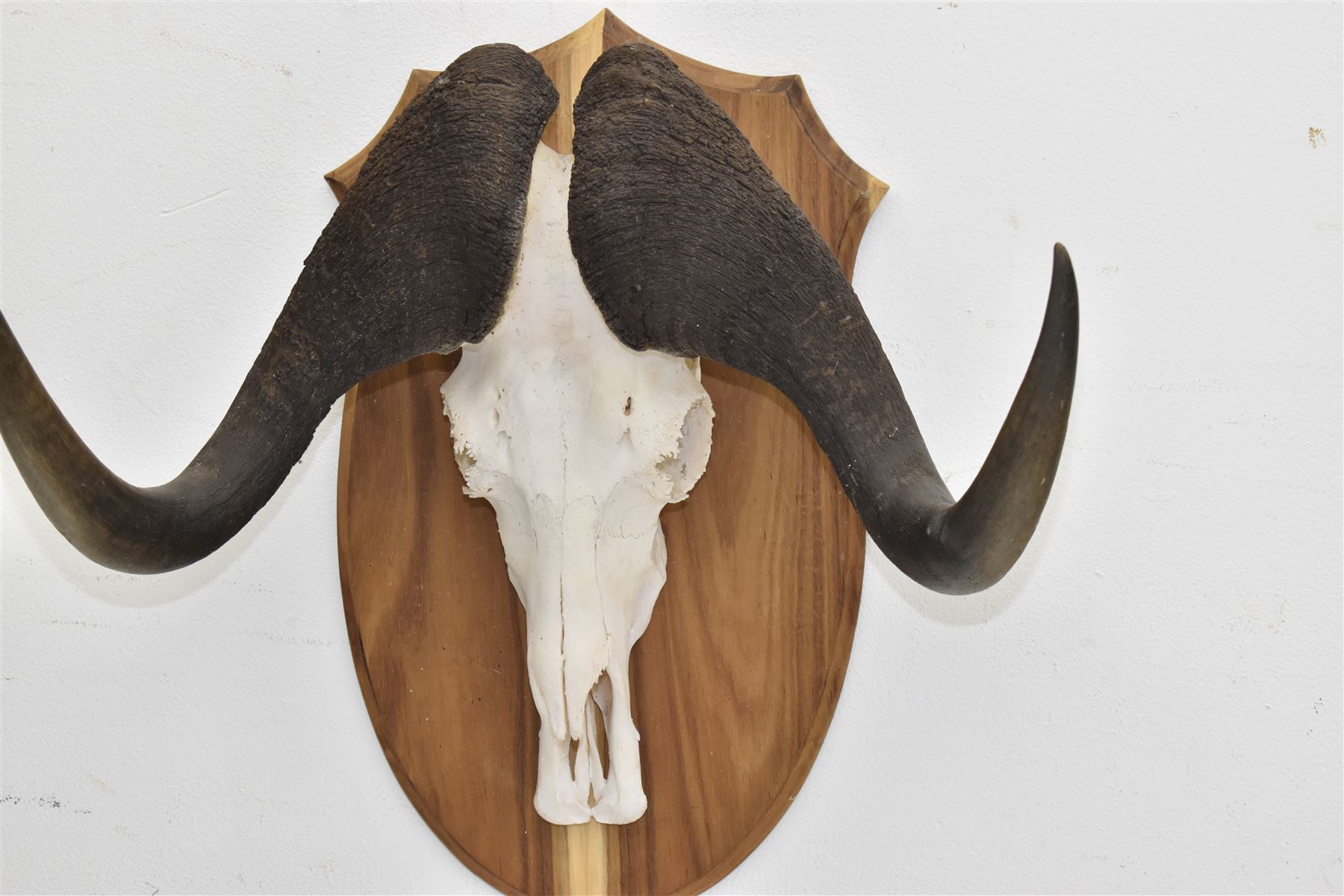 Antlers/Horns: Cape Buffalo skull and horns(Syncerus caffer caffer), mounted upon a wooden shield