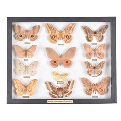 Entomology: Single glazed display of African Saturniidae (Emperors) moths, circa 20th cent...