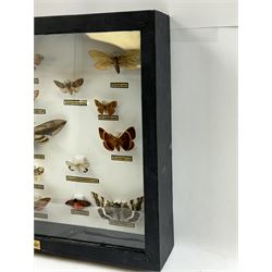 Entomology: Single glazed display of Moths of the British Isles, circa 20th century, single glazed display containing nineteen various specimens, including Privet Hawk moth, Puss moth, Lime Hawk moth, Elephant hawk moth, some with attached data labels, all pinned upon foam backing and named labels, enclosed within a glazed ebonised display case, H28cm, L38cm