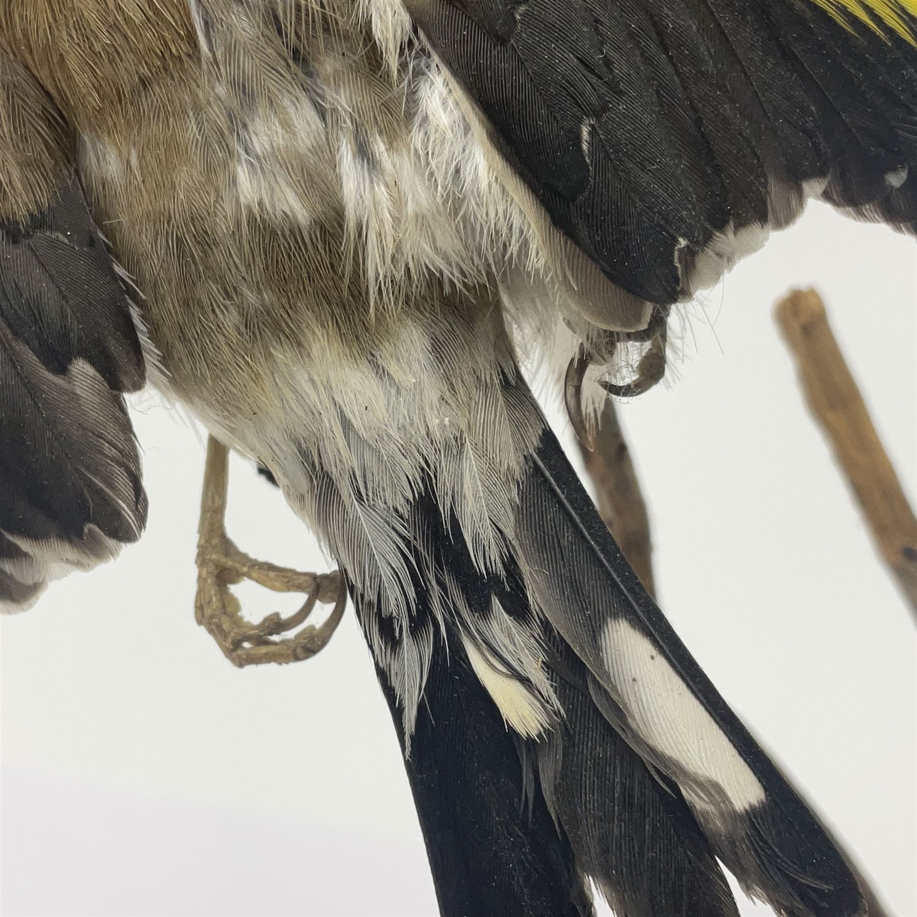 Taxidermy: European Goldfinch (Carduelis carduelis), on open display preparing to take flight, H21cm