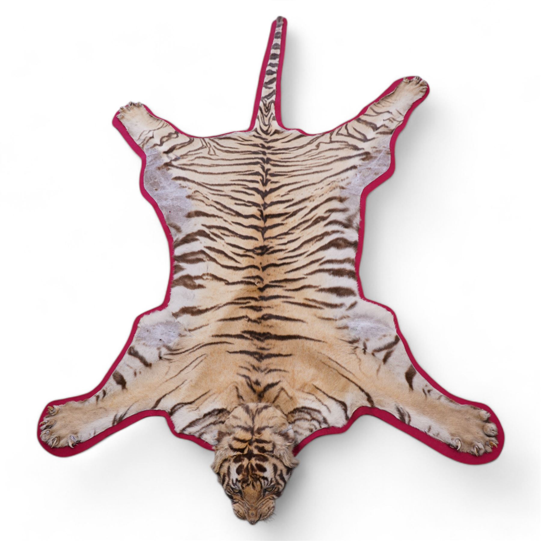 Taxidermy: Early 20th century Bengal Tiger skin rug (Panthera tigris tigris), adult female skin rug with head mount, the clawed limbs outstretched, the head with jaw agape and glass eyes, mounted upon red felt backing