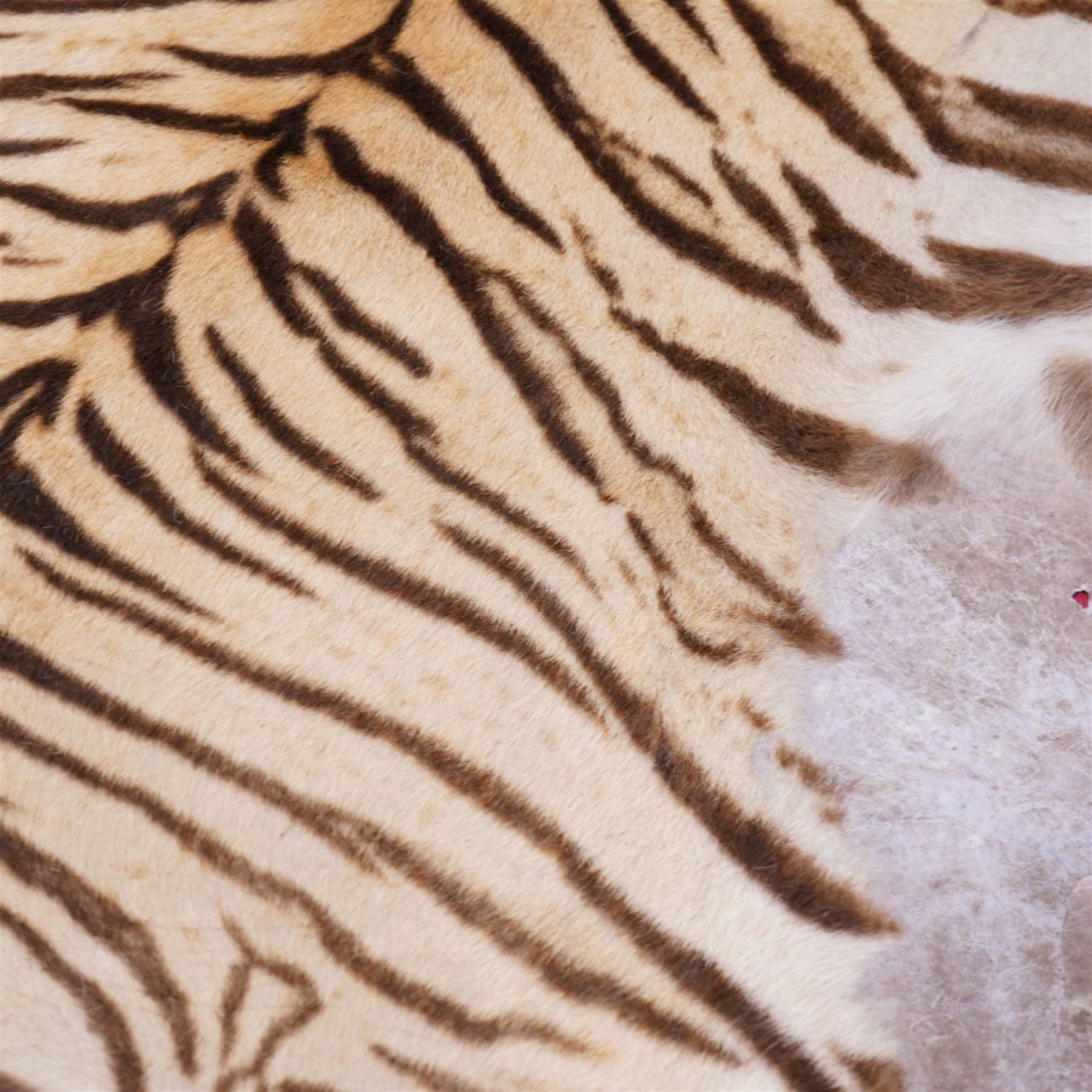 Taxidermy: Early 20th century Bengal Tiger skin rug (Panthera tigris tigris), adult female skin rug with head mount, the clawed limbs outstretched, the head with jaw agape and glass eyes, mounted upon red felt backing