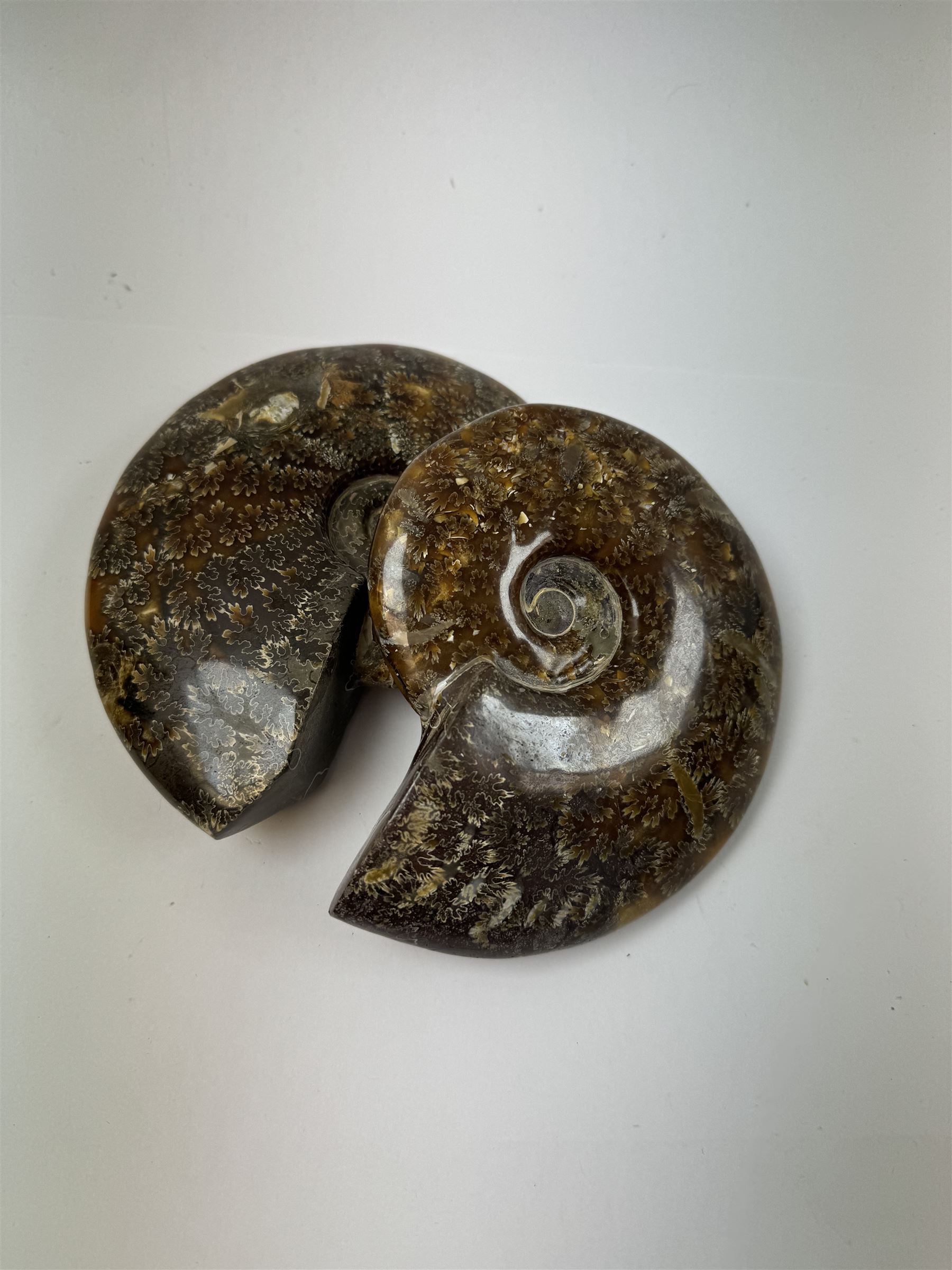 Two Cleoniceras ammonite fossils, with polished finish, age: Cretaceous period, location: Madagascar, D14cm