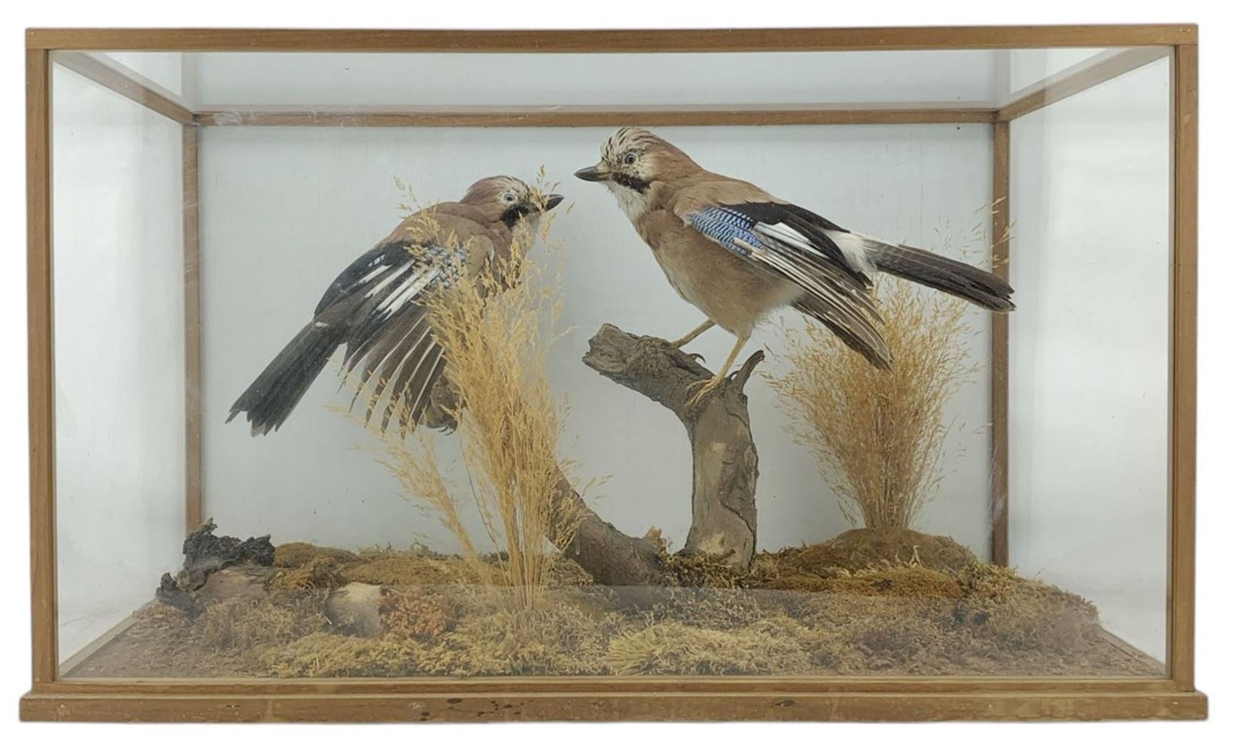 Taxidermy: Cased pair of Eurasian Jays (Garrulus glandarius), by World of Nature, Naturalist and Taxidermist, Knaresborough, North Yorkshire, circa late 20th century, two full mounts perched atop a tree stump, amidst a setting of moss, dry grasses and fauna, set against a pale blue painted backdrop, enclosed within an oak framed four-glass table display case, labelled verso, L67cm, H39cm, D36cm