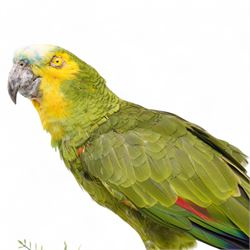 Taxidermy - Orange-Winged Amazon (Amazona Amazonica), full adult mount upon branch in naturalistic setting, enclosed within glass dome H52cm - UK Sale only 