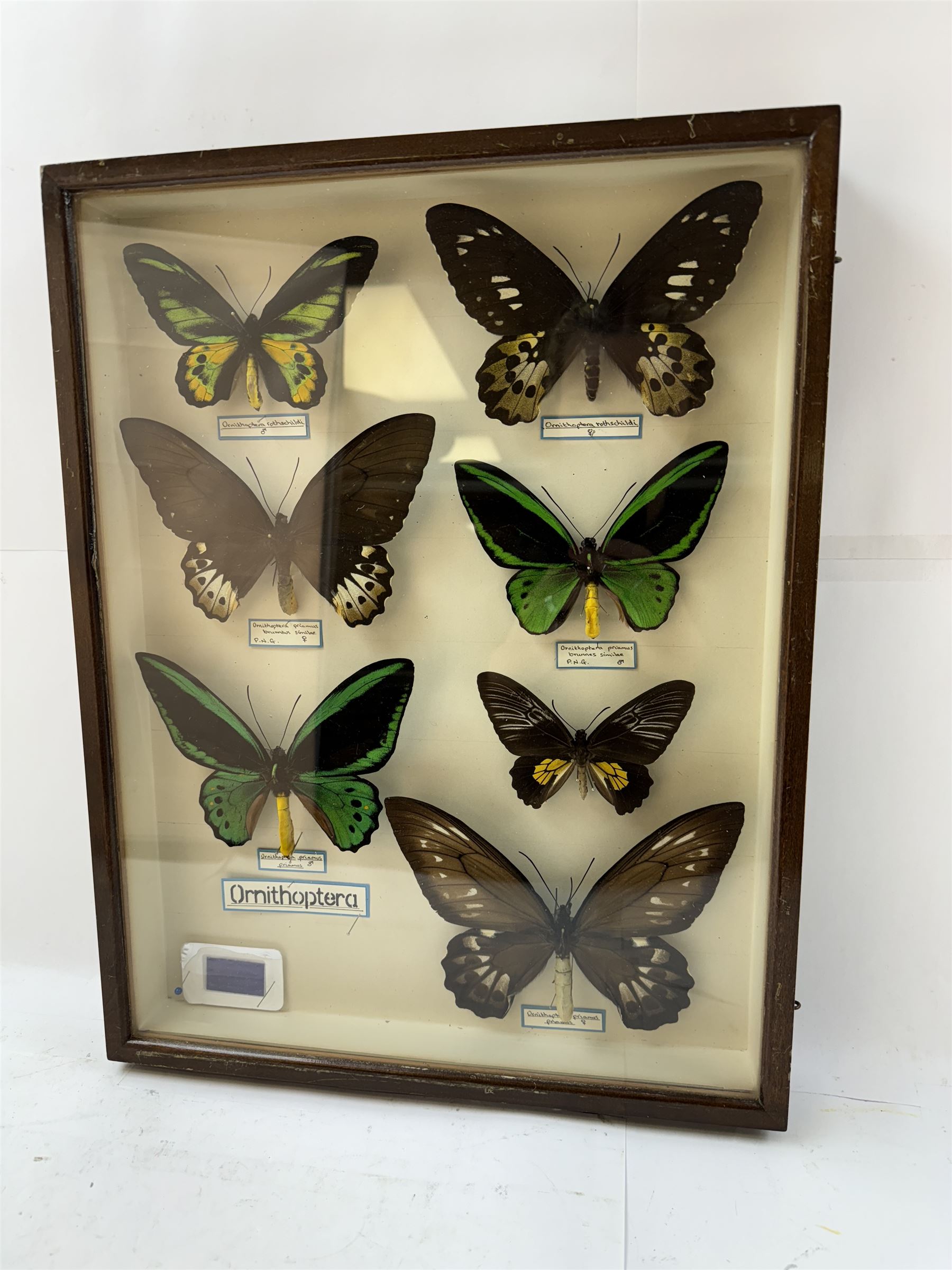 Entomology: Single glazed display of Birdwing (Ornithoptera) butterflies, circa 20th century, single glazed display containing seven various specimens, including Cape York birdwing (Ornithoptera priamus), Rothschild's birdwing (ornithoptera rothschildi), some with attached data labels and name labels, all pinned upon foam backing, enclosed within a glazed entomology drawer, makers label to verso 'Product of J.J Hill & Son, London N.W.10', H45cm, L35cm