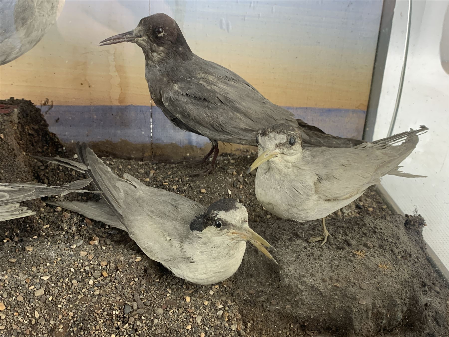 Taxidermy: Cased display of various Terns, full mounts, perched on a gravel ground and set against a shoreline painted back board. H38cm, W61cm, D28cm