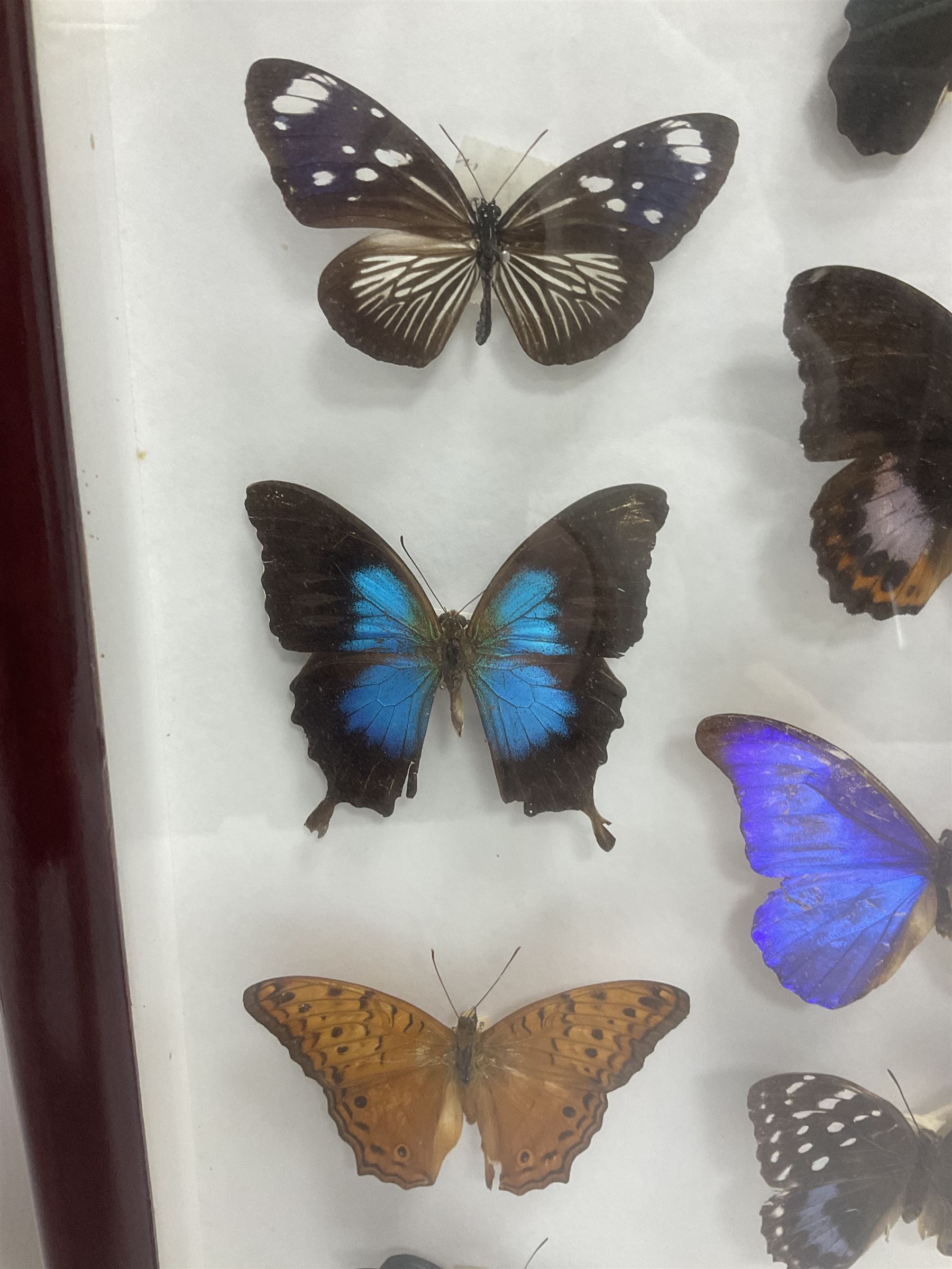 Entomology: Single glazed display of butterflies and moths, single glazed display containing twenty four specimens, including Papilip nireus, Papioio protenor, Morpho rhentenor, Vindula dejone etc, enclosed within a glazed entomology case, H50cm, W61cm