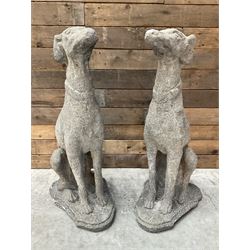 Pair of cast stone French lurchers, seated pose, on shaped plinth