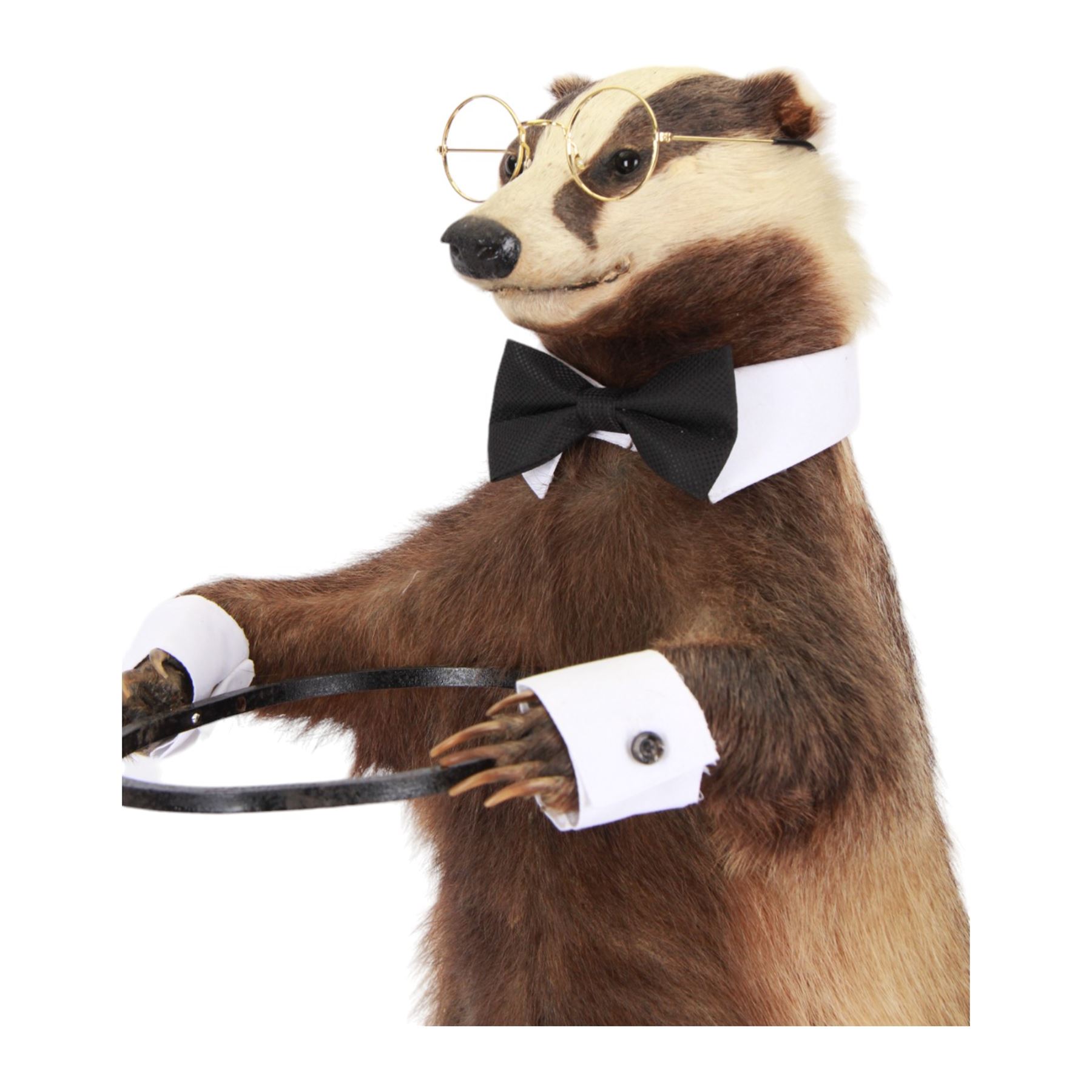 Anthropomorphic Taxidermy: European Badger (Meles meles) stick stand, full adult mount in standing pose, wearing glass, bowtie and cuffs, upon a rustic wooden base, H76cm  