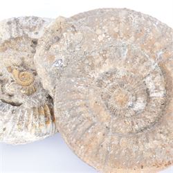 Two perisphinctes ammonite fossils, age; Cretaceous period, location; Morocco, W16cm