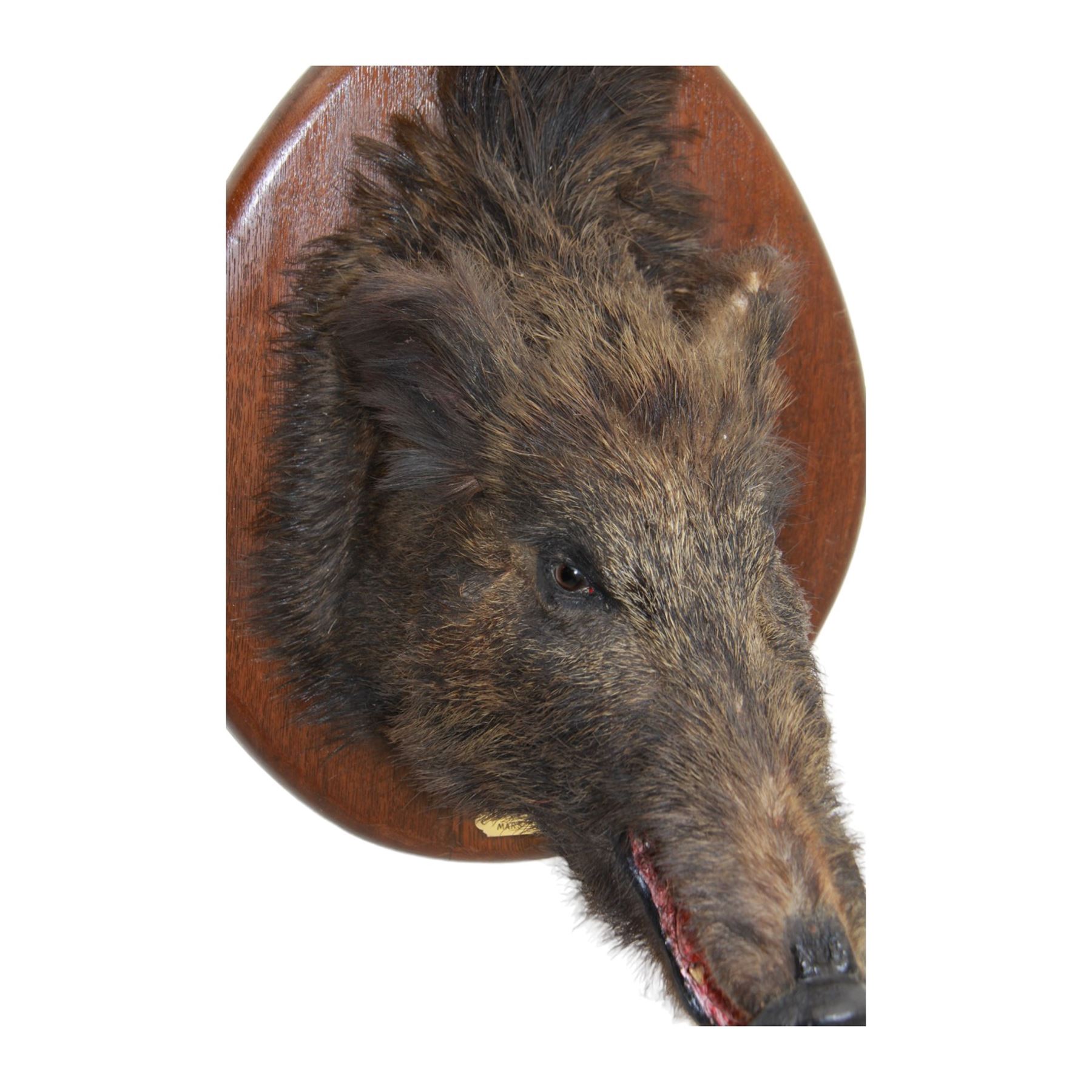 Taxidermy: European Wild Boar (Sus scrofa), adult female shoulder mount looking straight ahead mouth agape, mounted upon a wooden shield, the shield with brass plaque engraved Anlier Mars 1910, H64cm