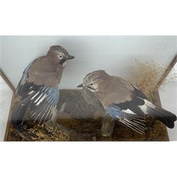 Taxidermy: Cased pair of Eurasian Jays (Garrulus glandarius), by World of Nature, Naturalist and Taxidermist, Knaresborough, North Yorkshire, circa late 20th century, two full mounts perched atop a tree stump, amidst a setting of moss, dry grasses and fauna, set against a pale blue painted backdrop, enclosed within an oak framed four-glass table display case, labelled verso, L67cm, H39cm, D36cm