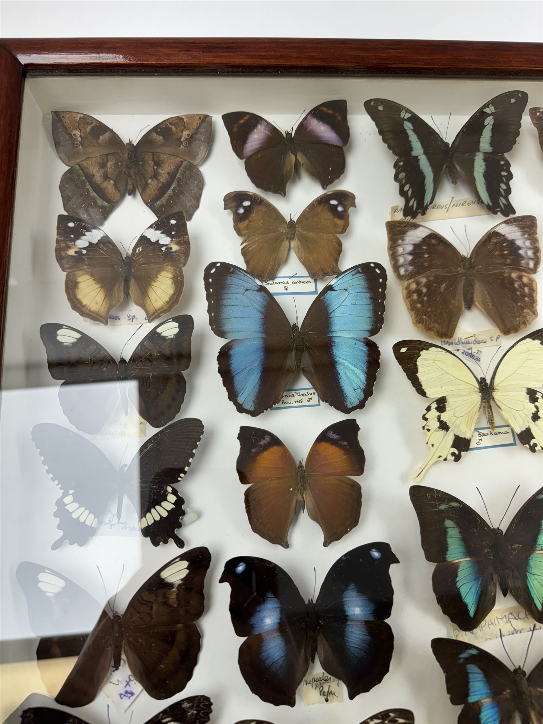 Entomology: Single glazed display of butterflies, circa 20th century, single glazed display containing thirty six various specimens, some with attached data labels, all pinned upon foam backing and named labels, enclosed within a glazed entomology drawer, H46cm, W46cm