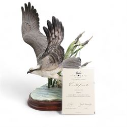 Border Fine Arts 'Osprey' by Ray Ayres, limited edition 217/500 on wood base, boxed and with certificate