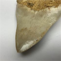 Large Megalodon (Otodus Megalodon) tooth fossil, with fine serrations, age; Miocene period, H11.5cm, W9cm

Notes; Believed to have grown as large as 18 metres, the Megalodon was the largest shark and one of the most dominant marine predators ever to have existed. It roamed the ancient seas for around 20 million years until their extinction around 3.6 million years ago.  Megalodon teeth vary in colour and ton. influenced and coloured over the millennia by the conditions in which they are preserved