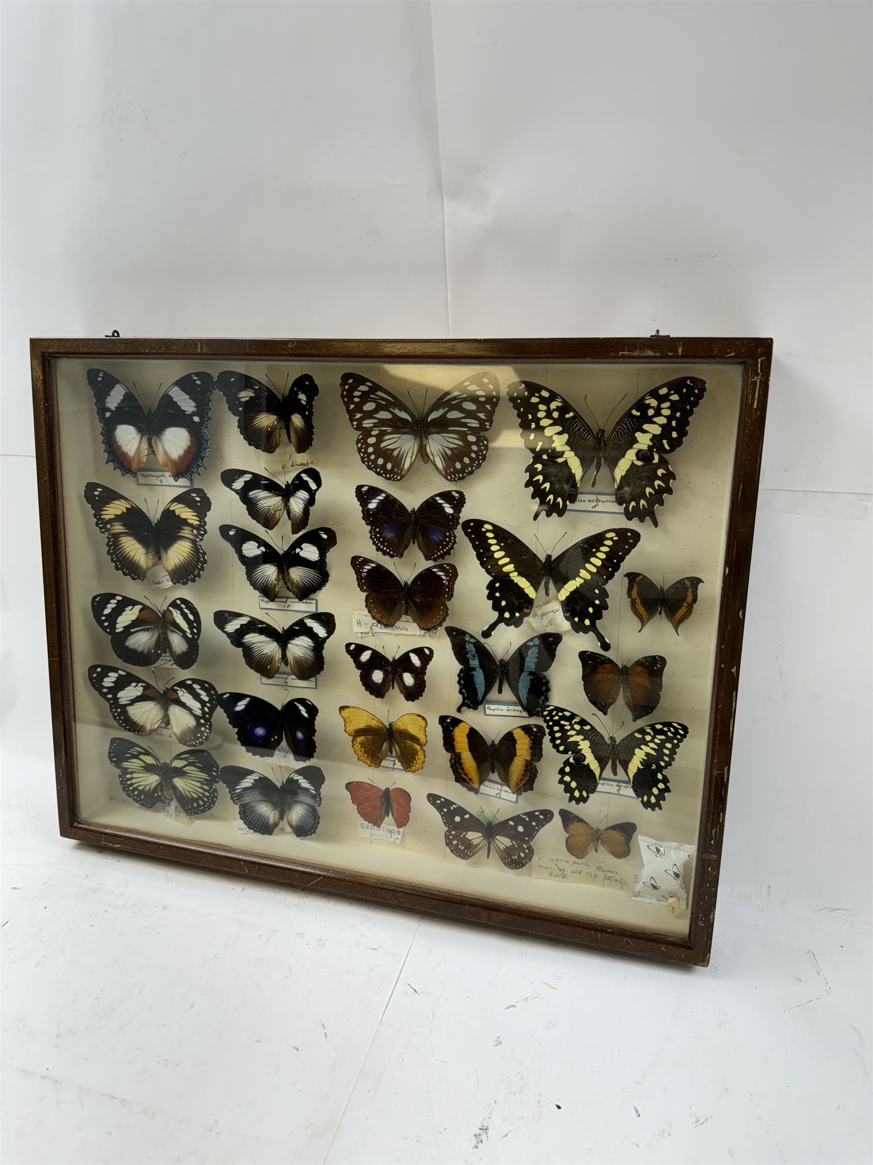 Entomology: Single glazed display of African butterflies, circa 20th century, single glazed display containing twenty six various specimens, many with attached data labels and name labels, all pinned upon foam backing, enclosed within a glazed entomology drawer, makers label to verso 'Product of J.J Hill & Son, London N.W.10' H35cm, L45cm