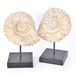 Pair of ammonite fossils, each individually mounted upon a rectangular wooden base, age; Cretaceous period, location; Morocco, H20cm