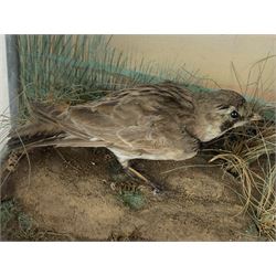 Taxidermy: Cased pair of shore larks (Eremophila alpestris), pair of male and female full mounts male and female, stood on rock work and set against a pale blue painted back board, in ebonised case. H26cm, W38cm, D13.5cm