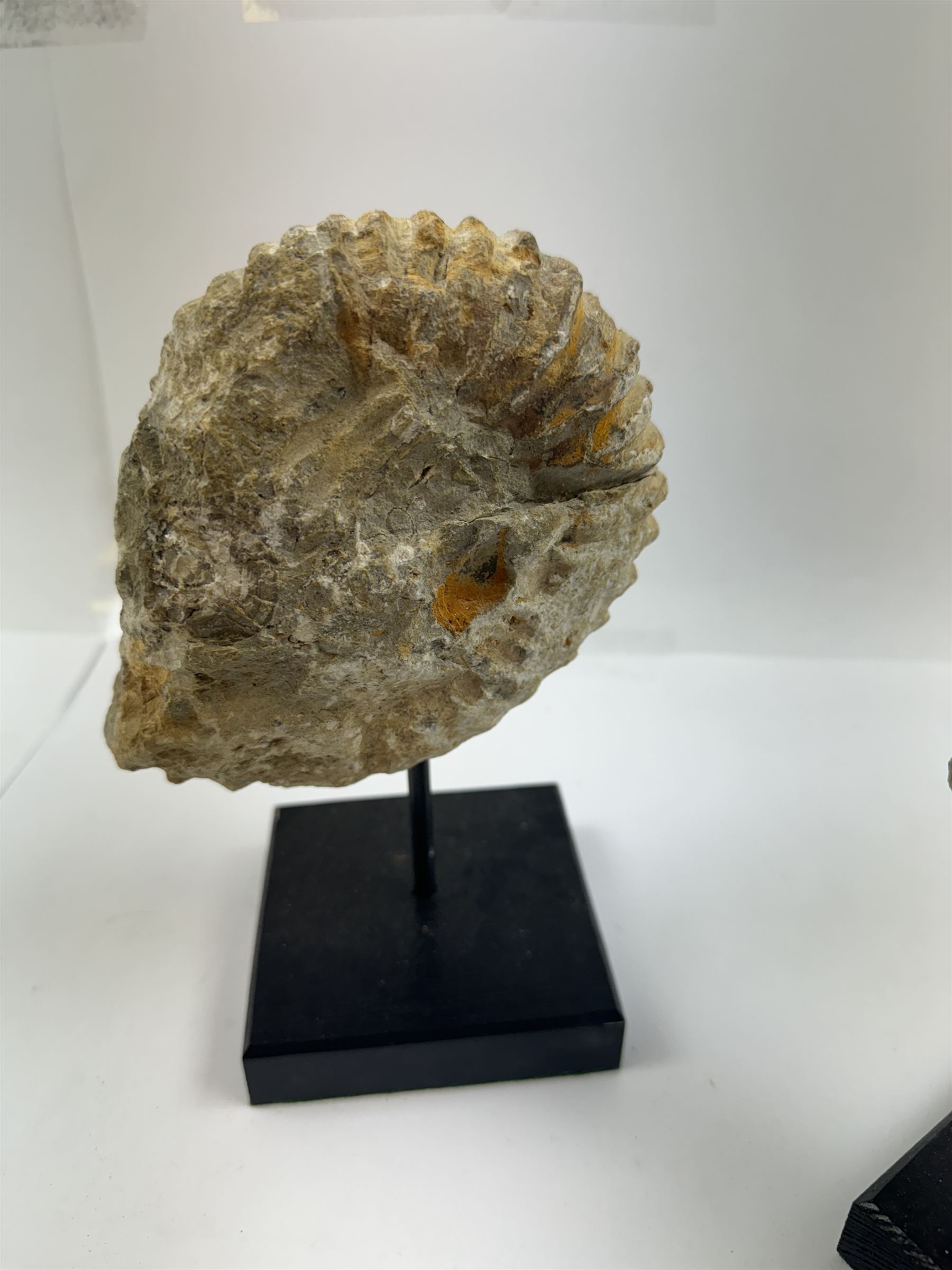 Pair of ammonite fossils, each individually mounted upon a rectangular wooden base, age; Cretaceous period, location; Morocco, H20cm