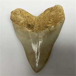 Large Megalodon (Otodus Megalodon) tooth fossil, with fine serrations, age; Miocene period, H11.5cm, W9cm

Notes; Believed to have grown as large as 18 metres, the Megalodon was the largest shark and one of the most dominant marine predators ever to have existed. It roamed the ancient seas for around 20 million years until their extinction around 3.6 million years ago.  Megalodon teeth vary in colour and ton. influenced and coloured over the millennia by the conditions in which they are preserved