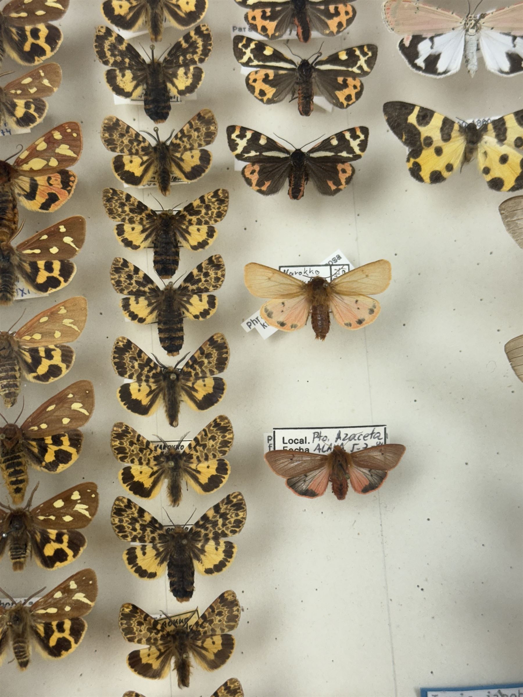 Entomology: Single glazed display of moths, circa 20th century, single glazed display containing one hundred and twenty two various specimens, mainly Arctidae (Tiger) moths, with attached data labels, all pinned upon foam backing and named labels, enclosed within a glazed entomology drawer,  H35cm, L45cm