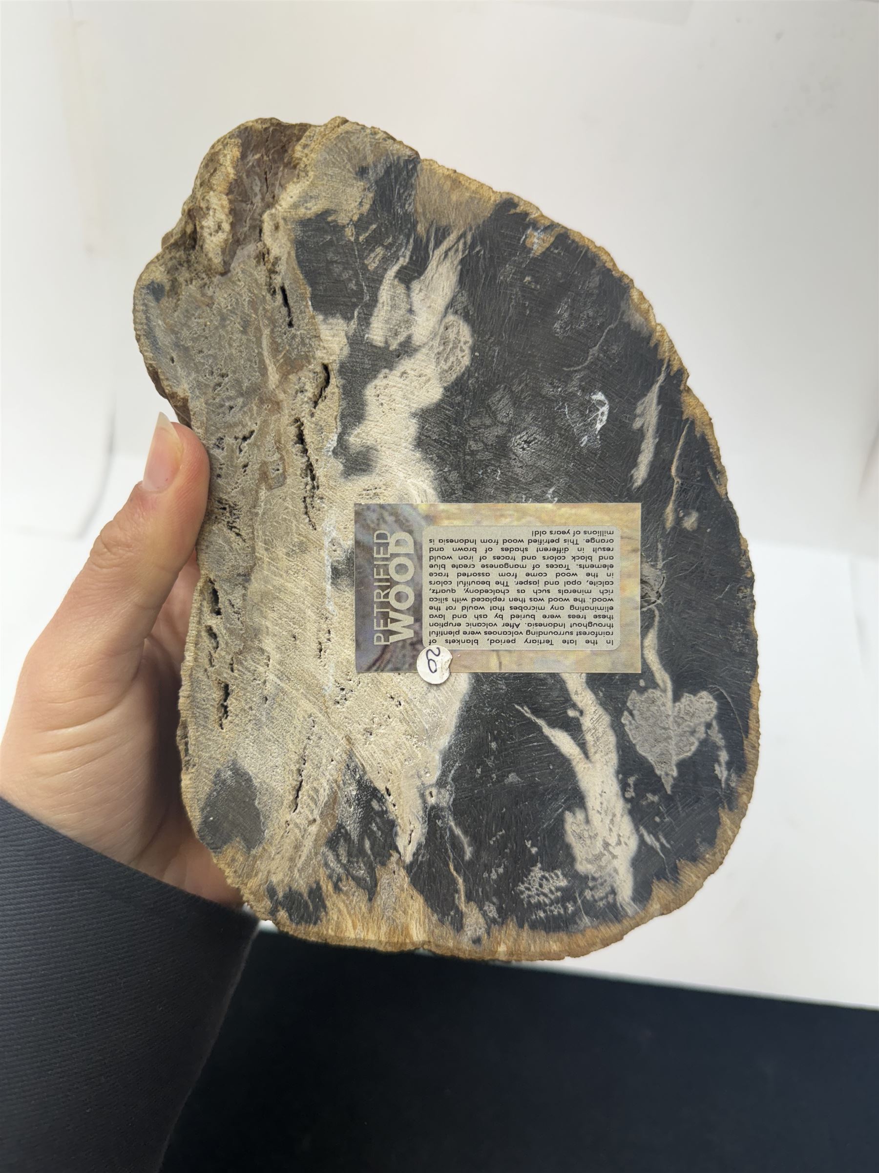 Polished petrified wood dish, some growth rings still visible and a blackened centre, texture to edge, H5cm