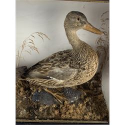 Taxidermy: Cased Moorhen (Gallinula chloropus) and female Mallard Duck (Anas platyrhynchos) and a cased group of British garden birds including Blue Tit, Coal Tit, Great Tit and Long Tailed Tit, both perched on naturalistic bases with painted back boards, in ebonised cases. H42cm, W56cm, D20cm and H46cm, W30cm, D12.5cm (2)