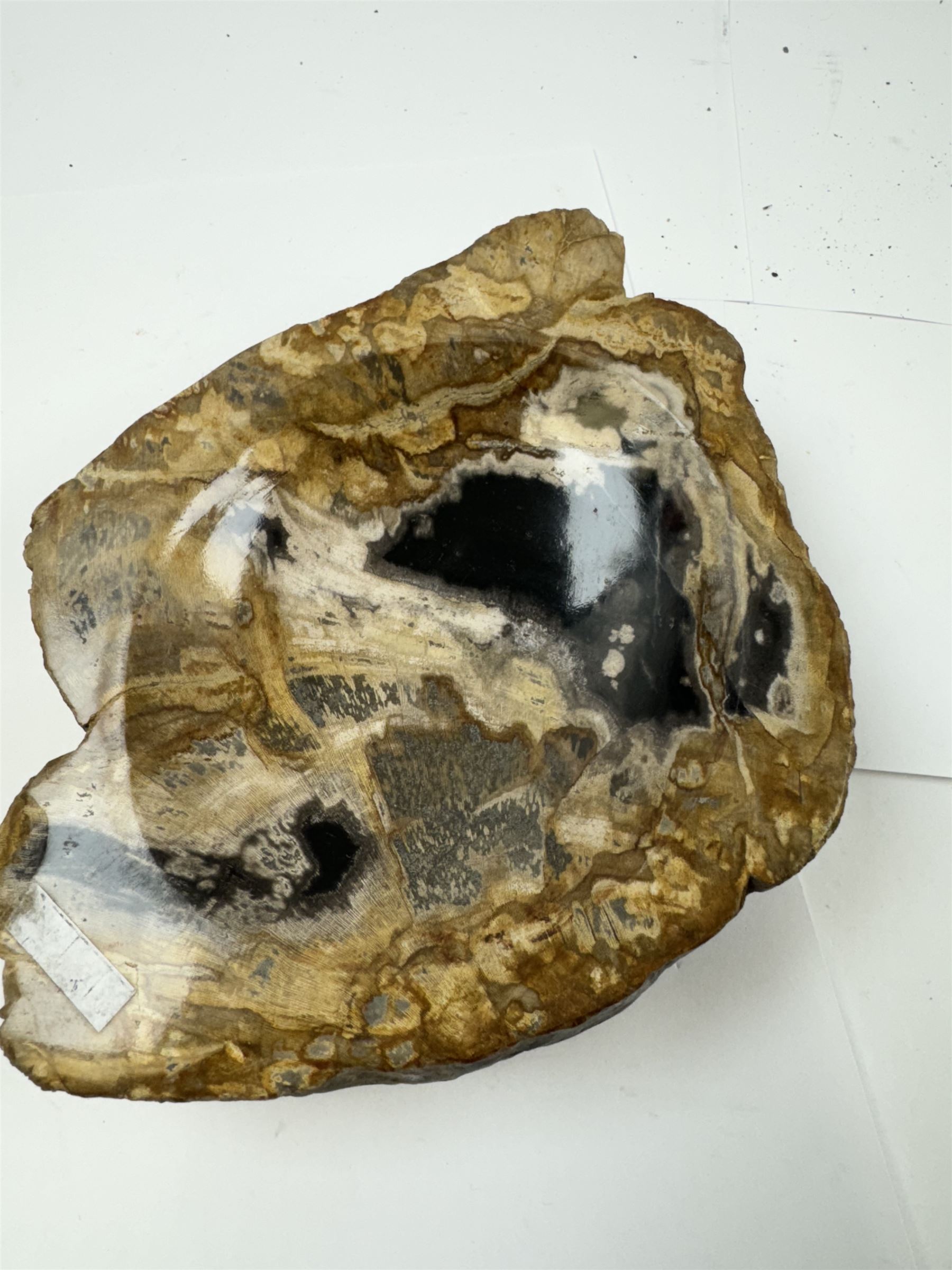 Polished petrified wood dish, some growth rings still visible and a blackened parts, texture to edge, H5cm