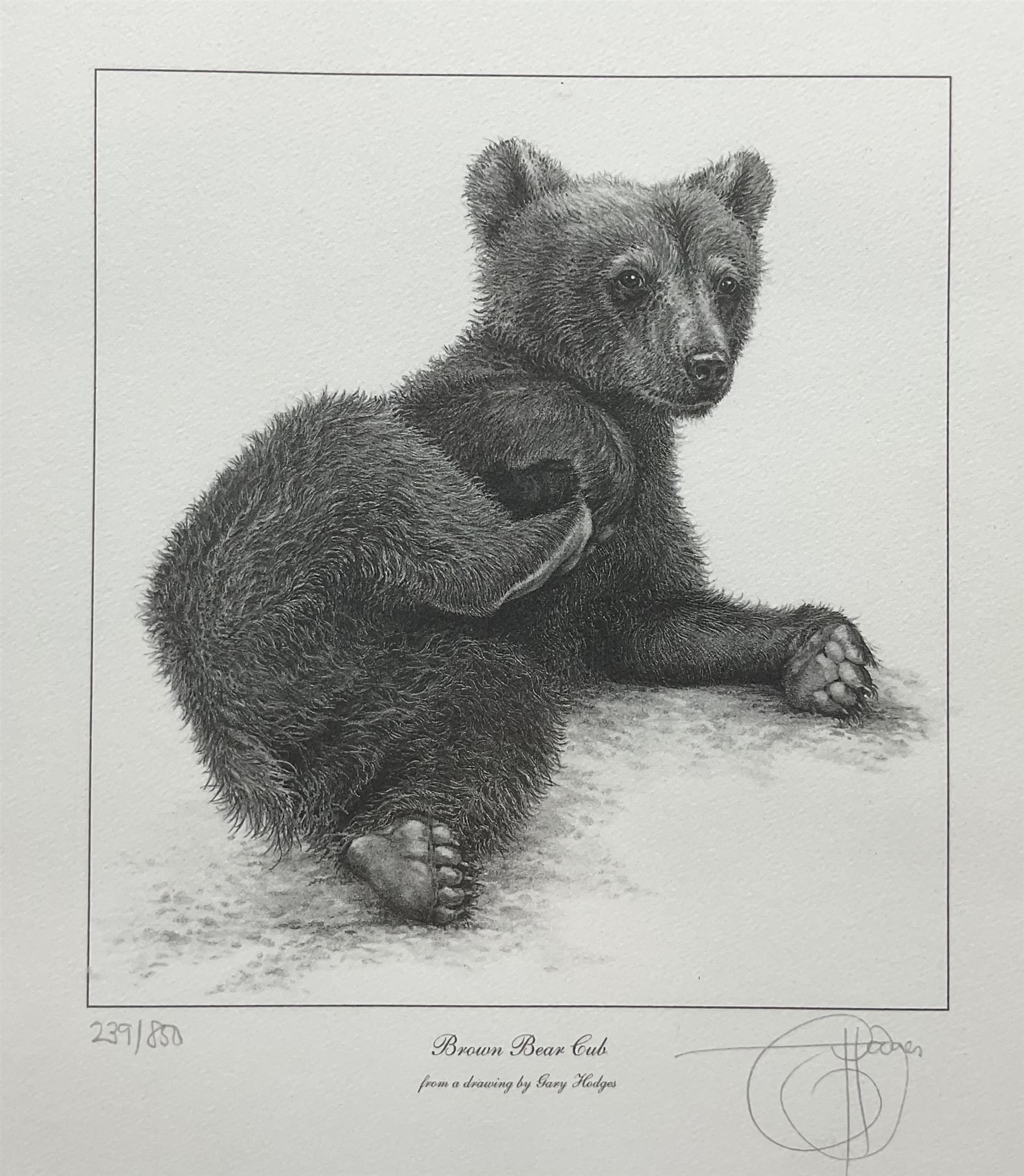 Gary Hodges (British 1954-): 'Brown Bear Cub', limited edition monochrome print signed and numbered 239/850 in pencil 26cm x 23cm