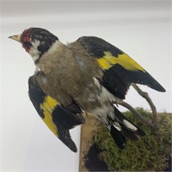 Taxidermy: European Goldfinch (Carduelis carduelis), on open display preparing to take flight, H21cm