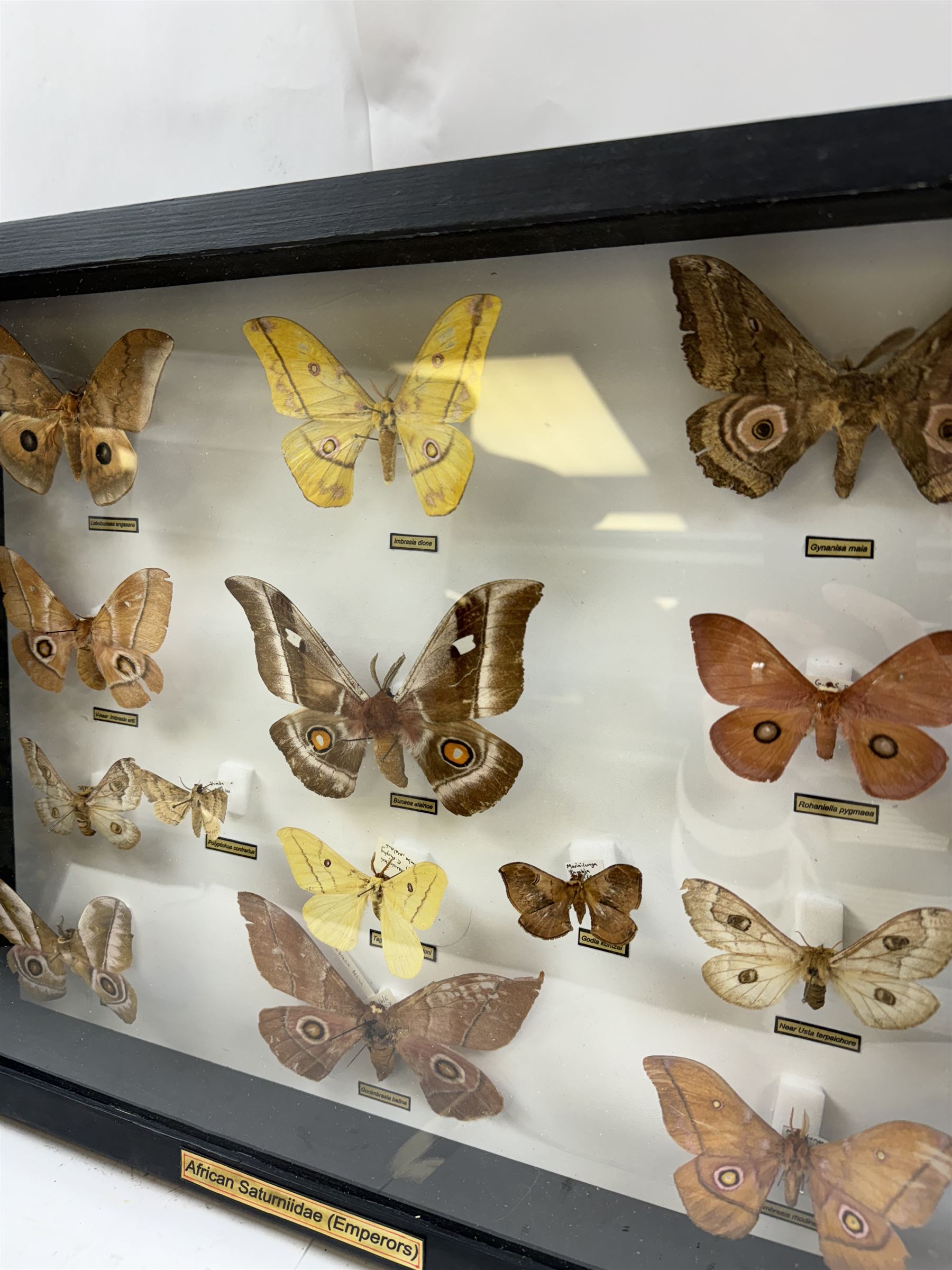 Entomology: Single glazed display of African Saturniidae (Emperors) moths, circa 20th century, single glazed display containing fourteen various specimens, some with attached data labels, all pinned upon foam backing and named labels, enclosed within a glazed ebonised display case, H39cm, L50cm