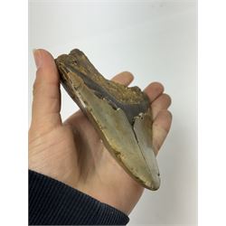 Large Megalodon (Otodus Megalodon) tooth fossil, with fine serrations age; Miocene period location; Java, Indonisia, H10.5cm, W11cm Notes; Believed to have grown as large as 18 metres, the Megalodon was the largest shark and one of the most dominant marine predators ever to have existed. It roamed the ancient seas for around 20 million years until their extinction around 3.6 million years ago. Megalodon teeth vary in colour and ton. influenced and coloured over the millennia by the conditions in which they are preserved