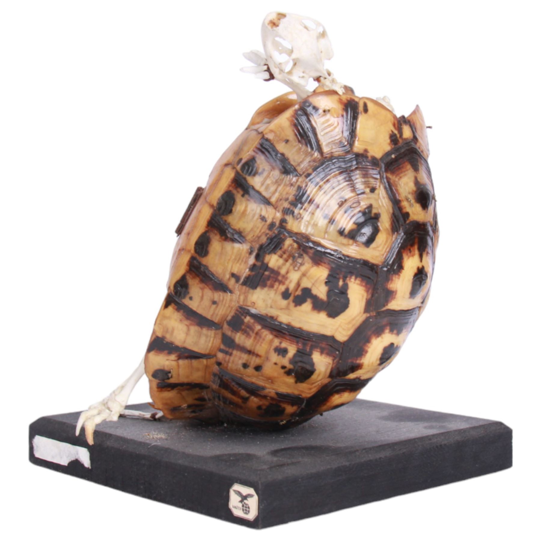 Taxidermy: Leopard Tortoise (Stigmochelys pardalis), the shell mounted upon an ebonised wooden base, with hinged mechanise opening to relieve a skeleton, H17cm  