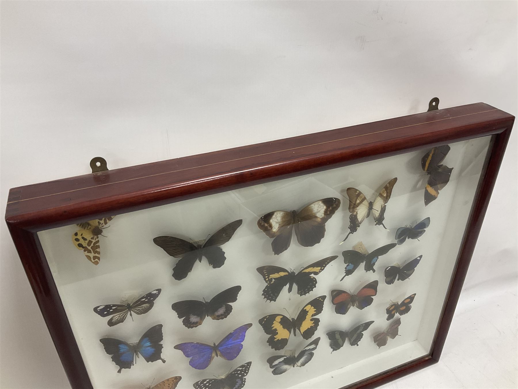 Entomology: Single glazed display of butterflies and moths, single glazed display containing twenty four specimens, including Papilip nireus, Papioio protenor, Morpho rhentenor, Vindula dejone etc, enclosed within a glazed entomology case, H50cm, W61cm