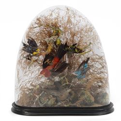 Taxidermy; Victorian bird diorama, containing several birds to include, Scarlet Finch (Car...