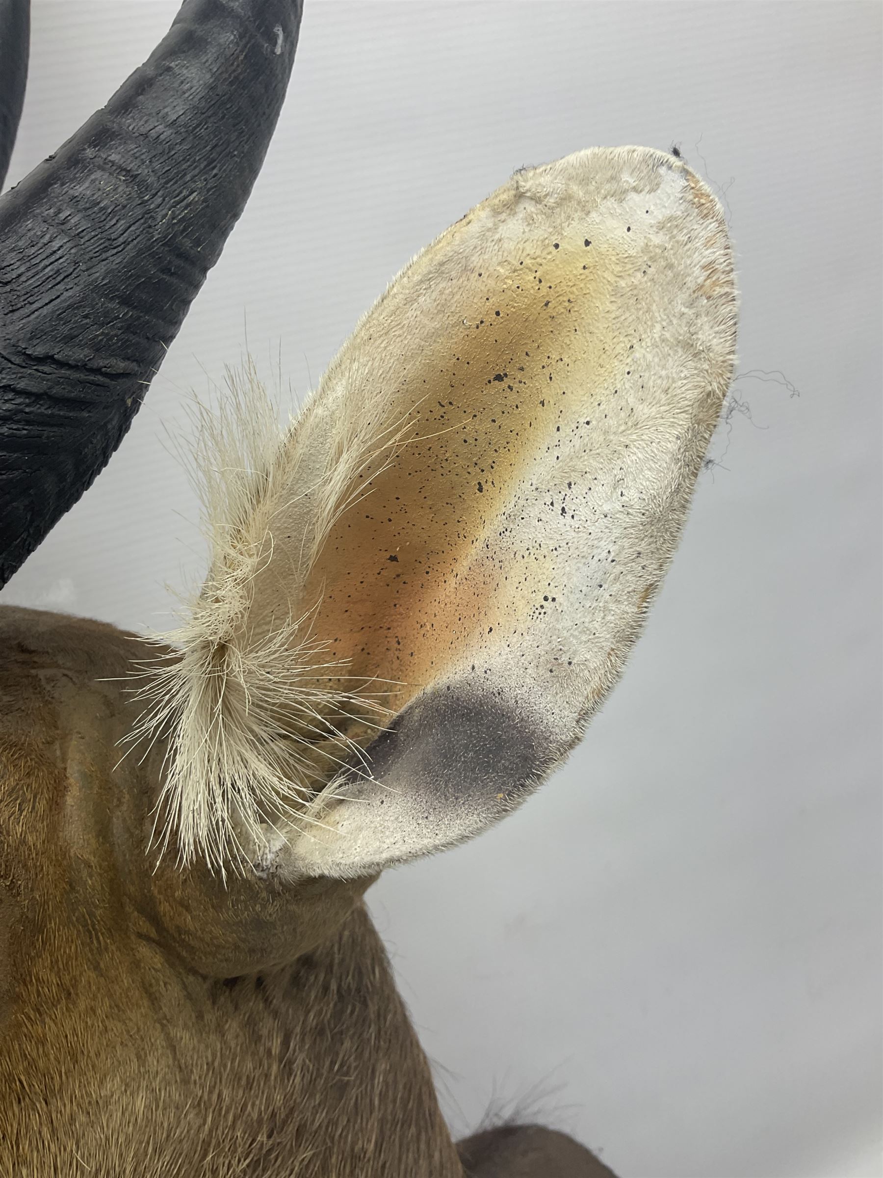 Taxidermy: Cape Bushbuck (Tragelaphus sylvaticus), an adult shoulder mount looking straight ahead, H80cm