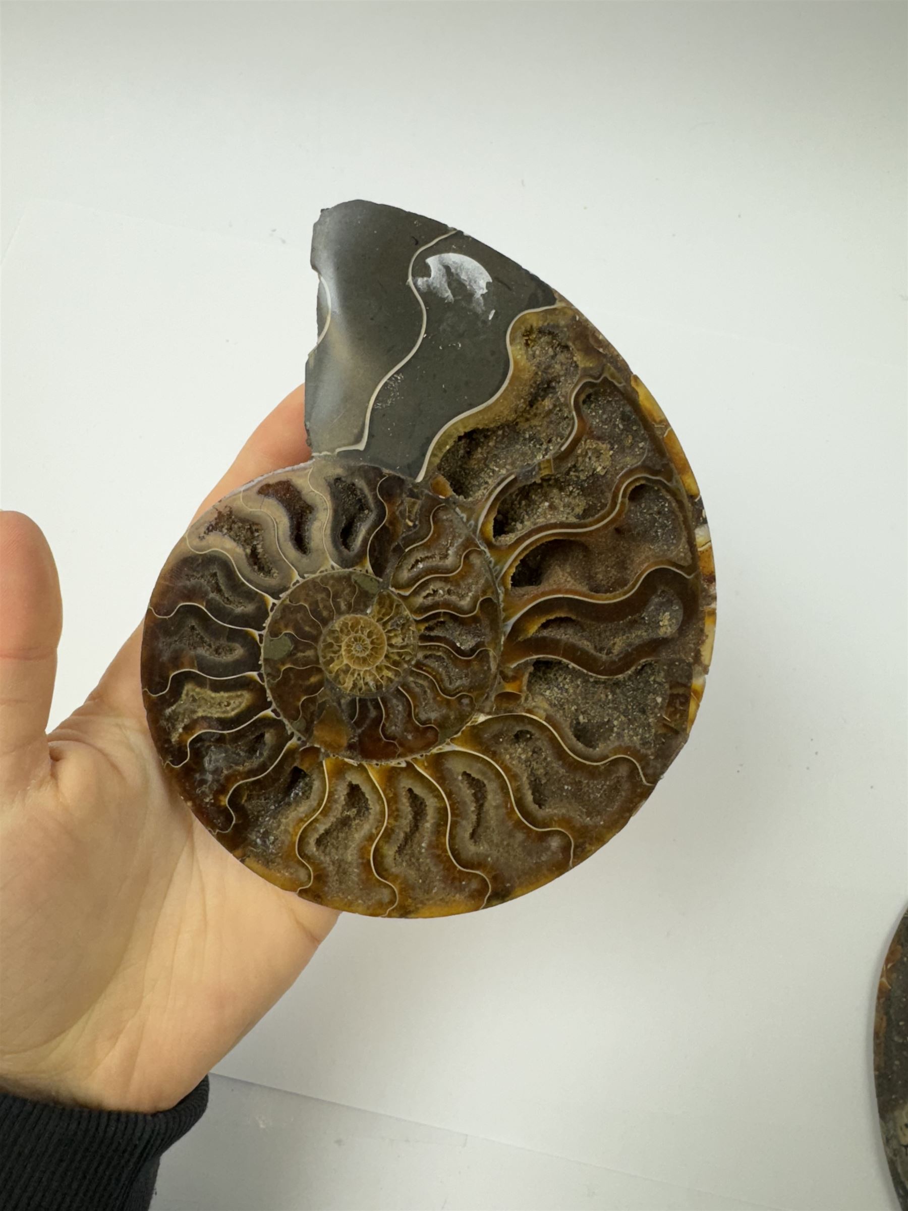 Pair of Cleoniceras ammonite fossil slices, with polished finish, age: Cretaceous period, location: Madagascar, D14cm