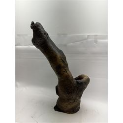 Gnarled semi hollow tree branch, H59cm