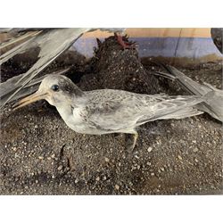 Taxidermy: Cased display of various Terns, full mounts, perched on a gravel ground and set against a shoreline painted back board. H38cm, W61cm, D28cm